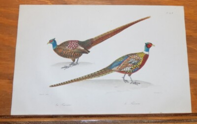 1835 Buffon COLOR Bird Print  / SEVERAL SPECIES OF PHEASANTS