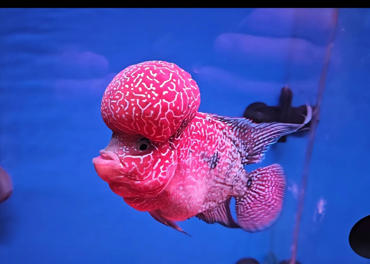 Las mejores ofertas en Flower Horn Tropical peces vivos para
