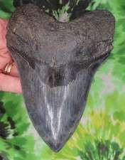 Megalodon Sharks Tooth 6 1/16