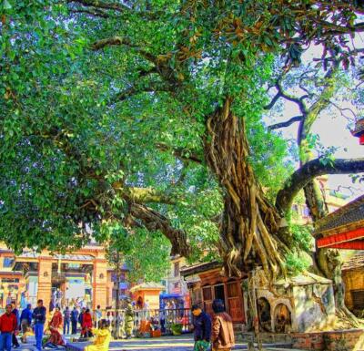 Ficus religiosa, Buddha Tree, Religious Sacred fig - 200 Semi
