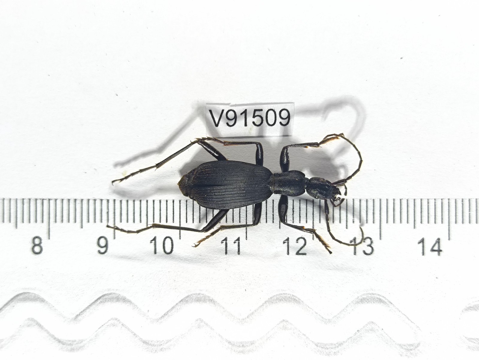 V91509. Insects, Beetles, Carabidae. North Vietnam, Dien bien