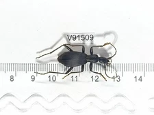 V91509. Insects, Beetles, Carabidae. North Vietnam, Dien bien