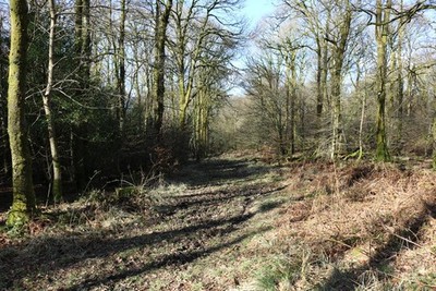 Photo A2 Woodland Track, Cally Woods Gatehouse of Fleet  c2018