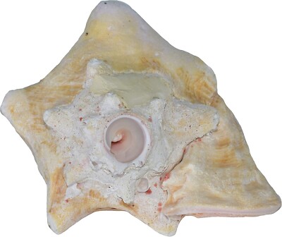 Conch Shell Horn - Conch Shell Horn Sea Shell 7''-8'' - Large Seashells - Blowing