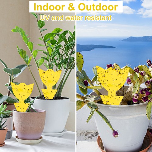 12Pcs Sticky Fruit Fly Traps Gnat Mosquito Killer Trap use for Indoor & Outdooor - Picture 53 of 68