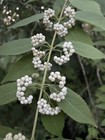 White Beautyberry — photo 4