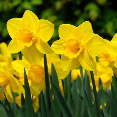 Großkronige Narzissen ''Carlton''  Gr. 12-14 (50/100/400/1200 Blumenzwiebeln)