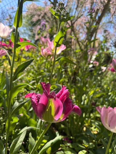  Sonnenbrille Flat Top riesig groß Übergröße XXL eckig Damen "Lauren" verspiegelt SHADZ - Bild 41 von 42
