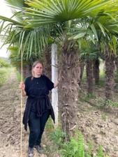 PALME TRACHYCARPUS FORTUNEI HÖHE 350CM WINTERHART -19 Stamm 2 Meter Beste Qualit