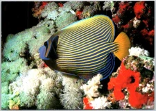 Red Sea Israel Underwater Scenery Imperial Angel Fish Vibrant Marine Life Postca
