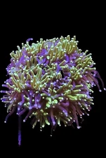 Live Coral Galaxea Bicolor