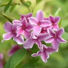 Jasminum Stary Stary Summer Sunset  Flowering Scented Garden Climber