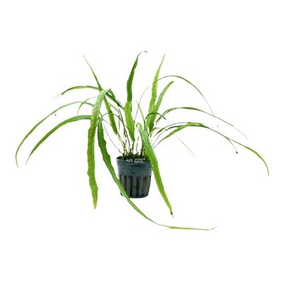 Microsorum Pteropus 'Needle' | Aquarium Plants Factory 