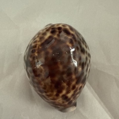 Cypraea tigris schilderiana- HAWAII LARGE 70mm