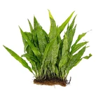 Java Fern Mat (Microsorum Pteropus) on Mat Size: Half Mat