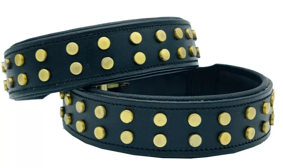 Brass studded top dog collar