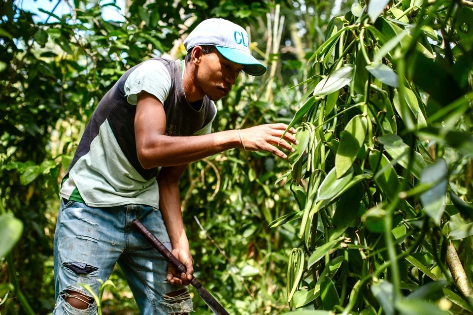 50 Black Vanilla Pods Bourbon from Madagascar 14-16 cm - 150 grams - Image 4 of 4