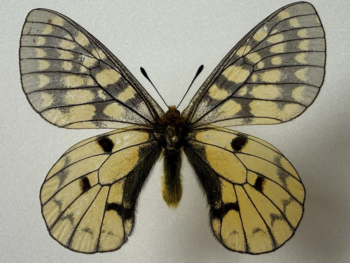 Parnassius Butterfly for sale | eBay