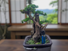 Live Bonsai Premna Microphylla small mame plant Tree