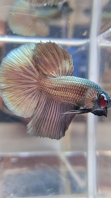RARE HALFMOON SUPER COPPER METTALIC SOLID BETTA (100% REAL PICT)