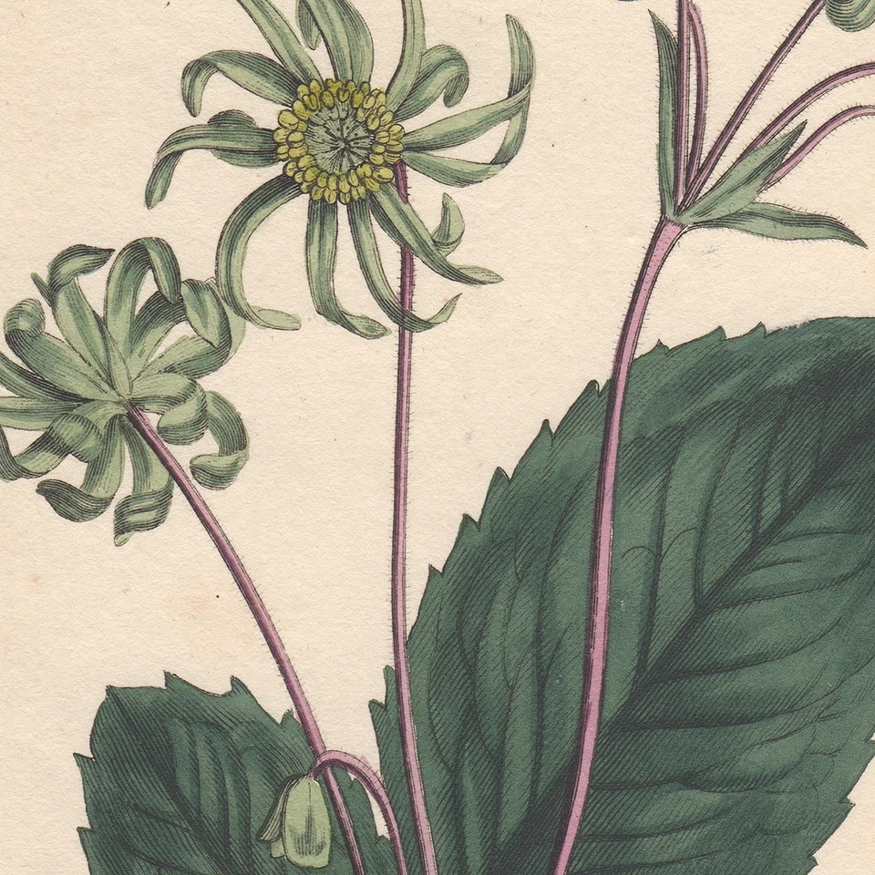 Curtis Botanical Magazine antique hand-colored engraving 775 Blistering Knowlton - Image 2 of 3