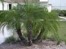 PHOENIX ROEBELENII,  Pygmy Date Palm exotic rare palms semi plant seed 25 seeds