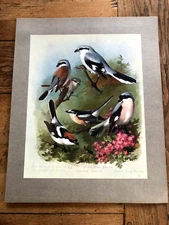 1900s large cromolithograph of birds by archibald thorburn . ltd edition. ref 71