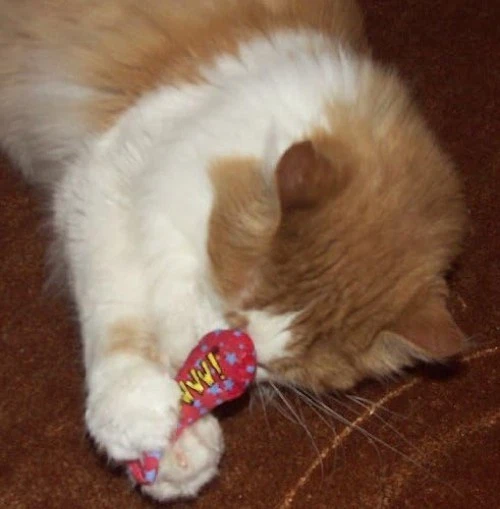 Eco-Friendly Catnip Filled Fish Toys - 6 Pack of Organic Sardines for Cats - Image 3 of 4