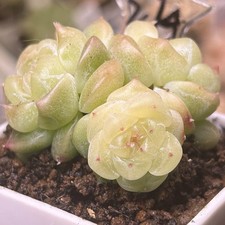 Exact Plant, Echeveria Sugar Heart Hybrid Succulent Plant，“Extreme Fortune”