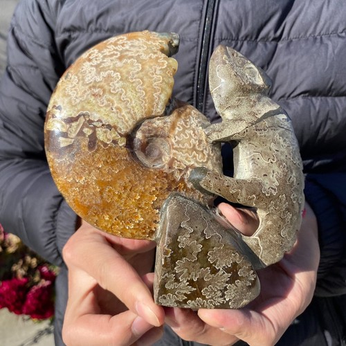 735g seltener natürlicher Ammonit Fossil Muschel Quarz Kristall Präparat Heilung - Bild 4 von 15