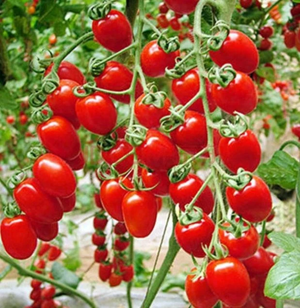 Tomato plants 2024 for sale