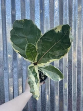 #97 Rare Variegated Ficus Lyrata Fiddle Leaf Fig Plant Aroid 4” Pot Philodendron