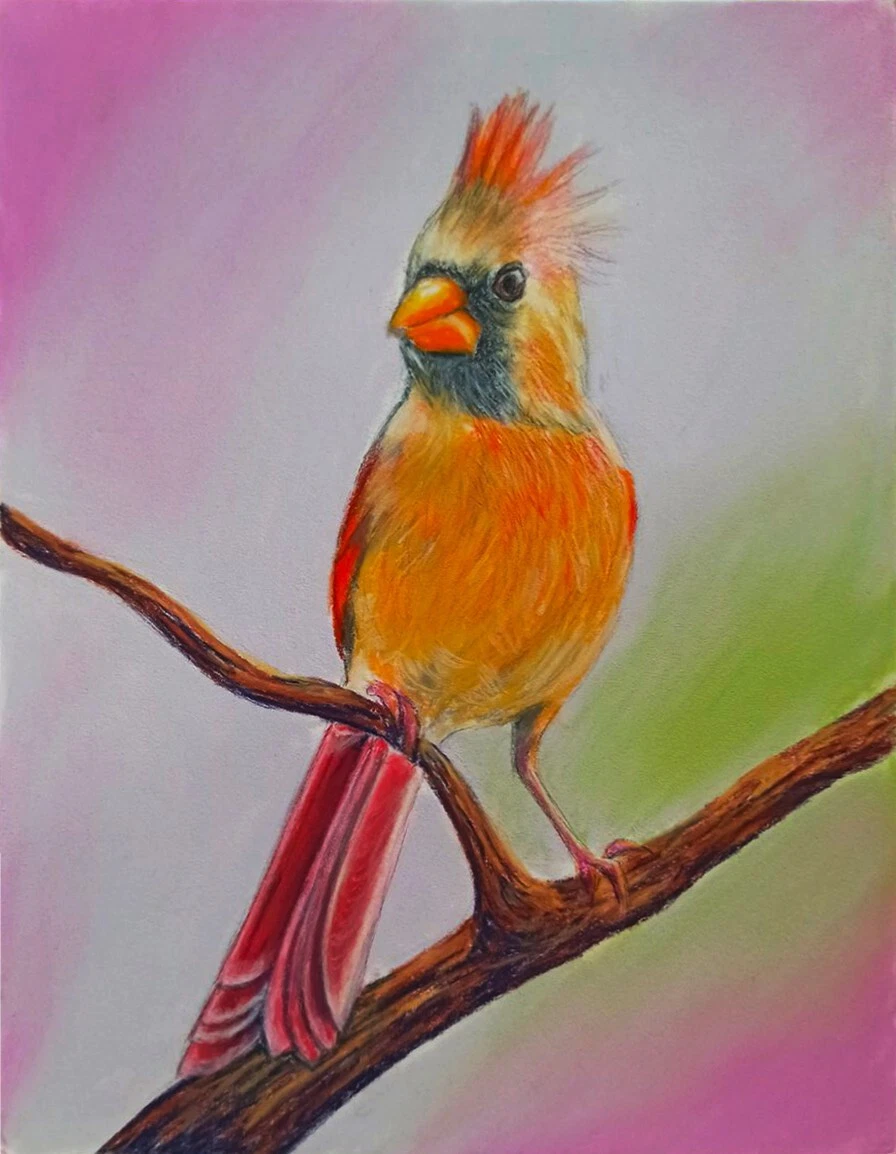Cardinal Bird Drawing