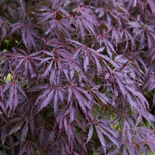 Acer palmatum 'Trompenburg' | Japanese Maple Deciduous Garden Plant Tree In Pot