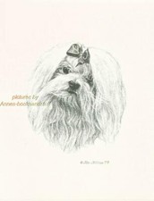 #226 MALTESE con fiocco ritratto cane stampa artistica * disegno a penna e inchiostro di Jan Jellins