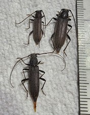 1 Osmidus Guttatus Female California Longhorn Beetle Insect Cerambycidae 1 Osmidus Guttatus Female California Longhorn Beetle Insect Cerambycidae