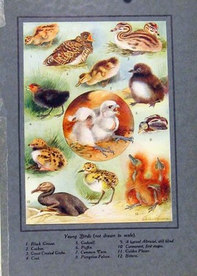 Original alter antiker Druck Jungvögel Auerhuhn Kuckuck Grebe Papageientaucher Farbe