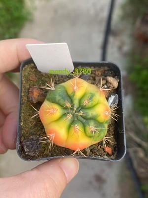 Rare Succulent  plant Gymnocalycium eurypleurum Variegated  seedgrowth WYSIWYG