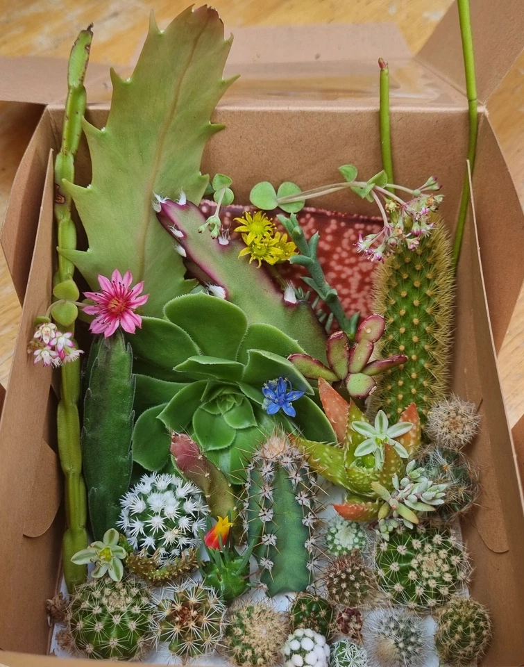 Cacti Cuttings Cactus  Mix Succulent Collectors Echinopsis Euphorbia Pack Summer - image 2 of 4