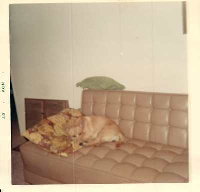1967 Dog Laying on Flower Pillow on Couch Curled Up Cute Vintage Photo