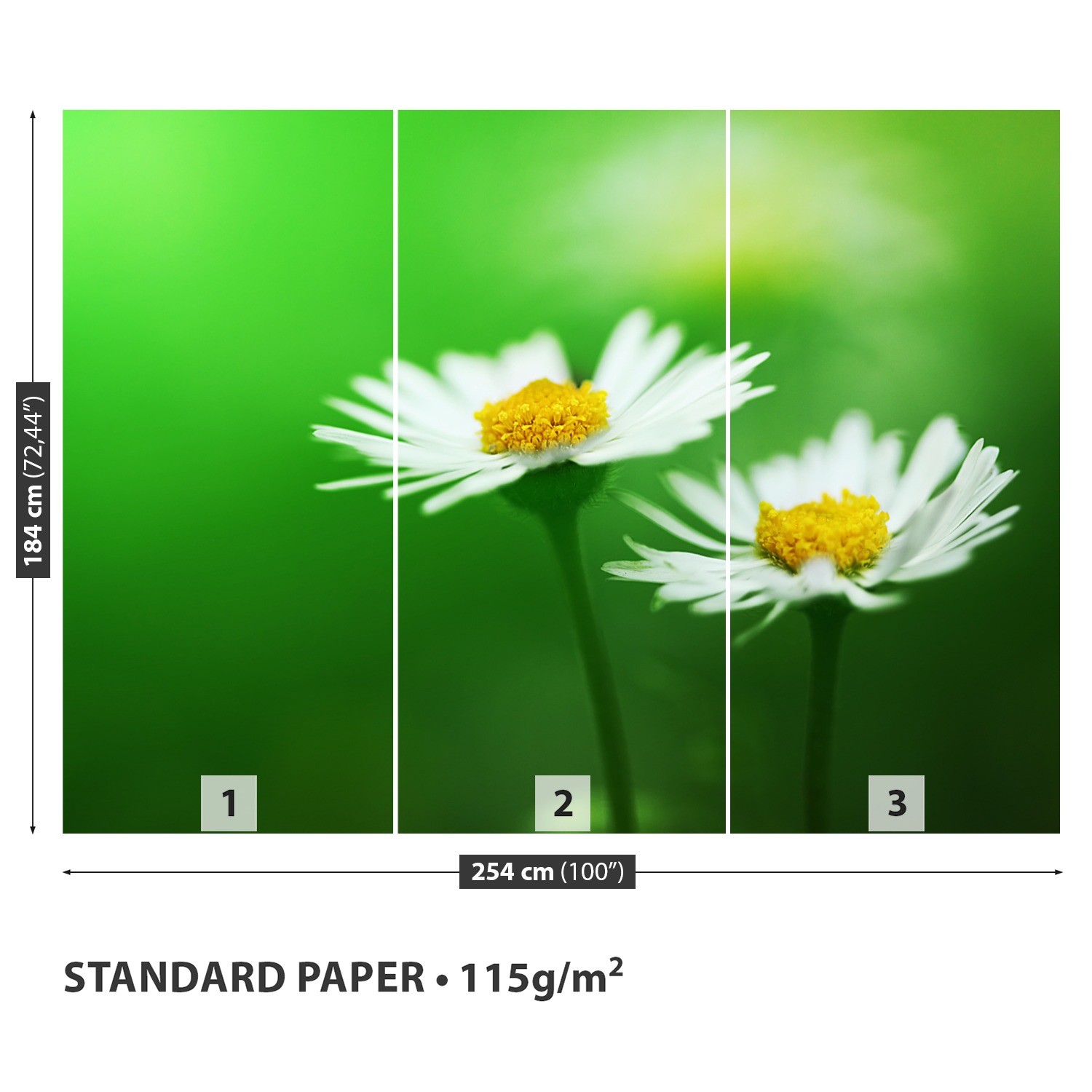 Papier-Fototapete Fototapeten Tapete aus Papier Poster Foto Weiße Gänseblümchen Gänseblümchen Gänseblümchen 437d39 Papier-Fototapete Fototapeten Tapete aus Papier Poster Foto Weiße Gänseblümchen Gänseblümchen Gänseblümchen 437d39