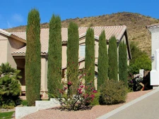 Italian Cypress Narrow Columnar Seeds, Cupressus sempervirens stricta (Evergreen