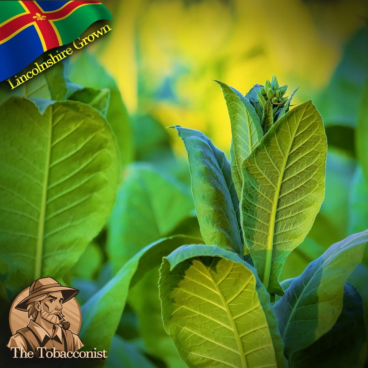 tobacco seeds products for sale