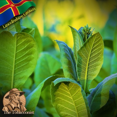 is tobacco fermented Aging, Curing and Fermenting Cigar Tobacco
