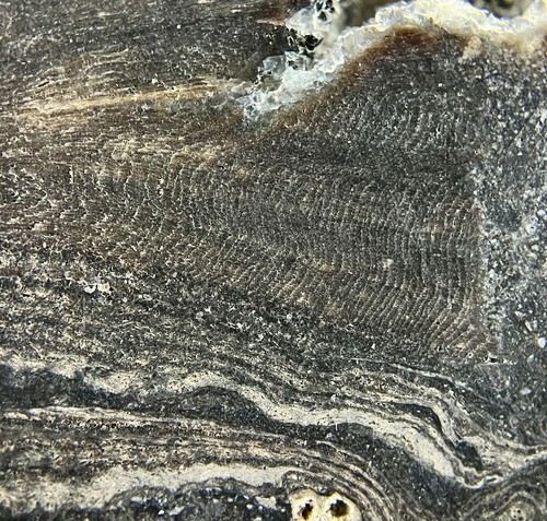 Stunning OSMUNDA fossil fern with ingrown tree root !! from Trimmelkam Austria - Picture 3 of 11