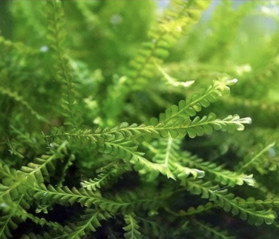 RARE & NEW cameroon moss Plagiochilaceae "Cameroon" live aquarium
