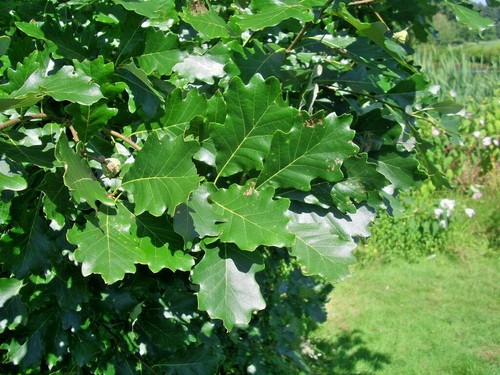 12 GHIANDE DI QUERCIA BIANCA PALUDE - Quercus bicolore - Foto 6 di 7