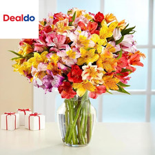 24 Multicolored Alstroemeria Bouquet Flowers, Long Lasting  Hand-Tied, Farm Fre