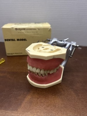 NISSIN Adult Dental Model Kilgore Teeth With Braces In Box