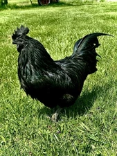 Ayam Cemani Hatching Eggs